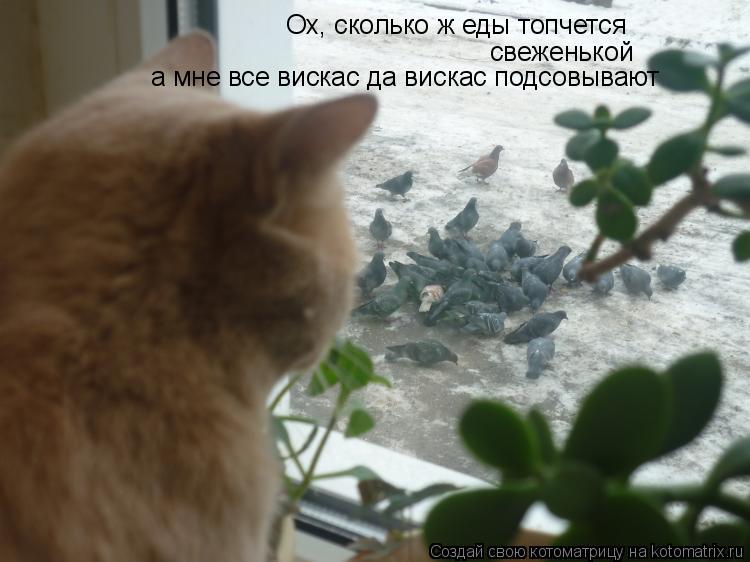 Ох, сколько ж еды топчется свеженькой а мне все вискас да вискас подсовывают... Котоматрица: Ох, сколько ж еды топчется свеженькой а мне все вискас да вискас подсовывают