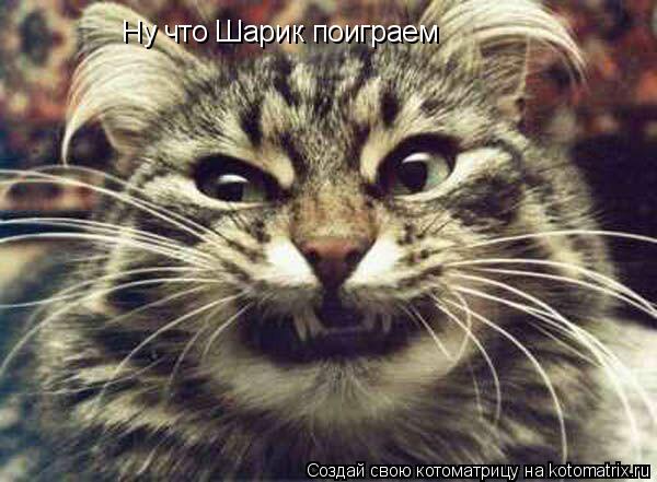 Ну что Шарик поиграем... Котоматрица: Ну что Шарик поиграем
