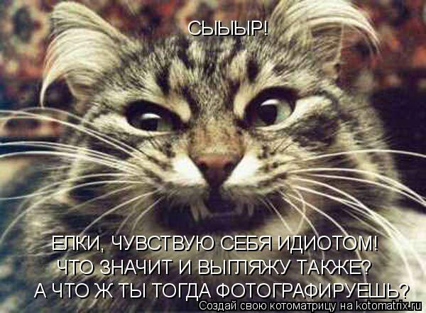 СЫЫЫР! ЕЛКИ, ЧУВСТВУЮ СЕБЯ ИДИОТОМ! ЧТО ЗНАЧИТ И ВЫГЛЯЖУ ТАКЖЕ? А ЧТО Ж ТЫ ТОГДА ФОТОГРАФИРУЕШЬ?... Котоматрица: СЫЫЫР! ЕЛКИ, ЧУВСТВУЮ СЕБЯ ИДИОТОМ! ЧТО ЗНАЧИТ И ВЫГЛЯЖУ ТАКЖЕ? А ЧТО Ж ТЫ ТОГДА ФОТОГРАФИРУЕШЬ?