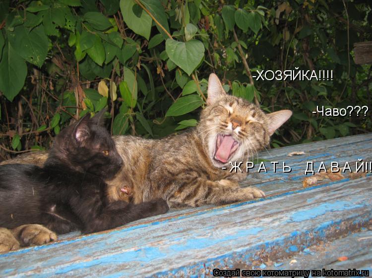 -ХОЗЯЙКА!!!! -Чаво??? - Ж Р А Т Ь Д А В А Й!!!!!!!!!!!... Котоматрица: -ХОЗЯЙКА!!!! -Чаво??? - Ж Р А Т Ь Д А В А Й!!!!!!!!!!!