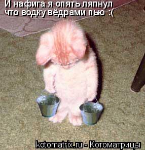 Котоматрица: И нафига я опять ляпнул что водку вёдрами пью :(