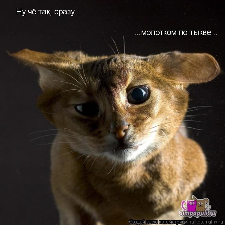 Ну чё так, сразу.. ...молотком по тыкве...... Котоматрица: Ну чё так, сразу.. ...молотком по тыкве...