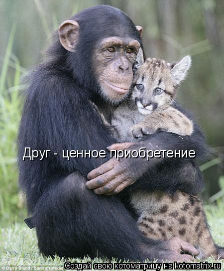 Друг - ценное приобретение... Котоматрица: Друг - ценное приобретение