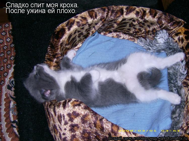 Сладко спит моя кроха. После ужина ей плохо.... Котоматрица: Сладко спит моя кроха. После ужина ей плохо.