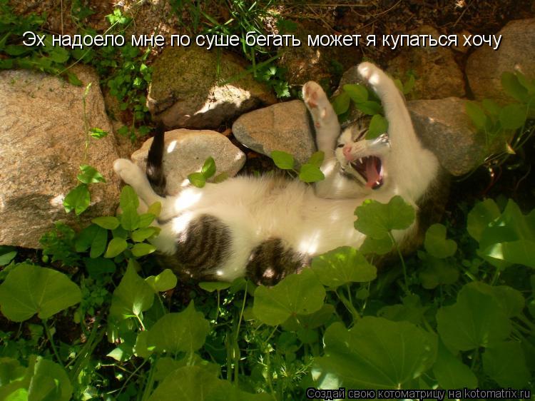 Эх надоело мне по суше бегать может я купаться хочу... Котоматрица: Эх надоело мне по суше бегать может я купаться хочу