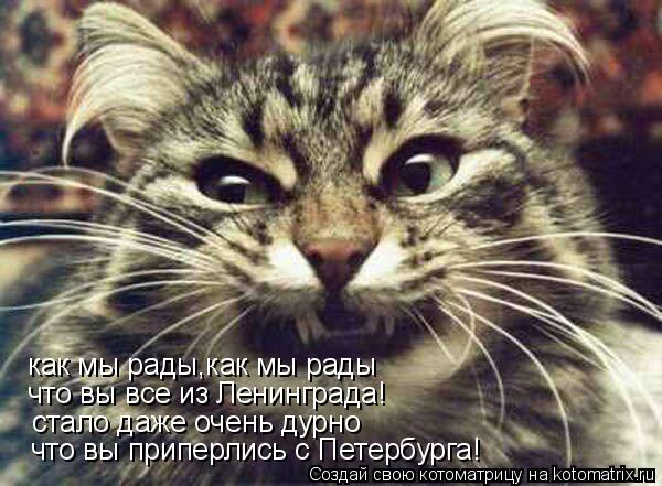 как мы рады,как мы рады что вы все из Ленинграда! стало даже очень дурно что вы приперлись с Петербур... Котоматрица: как мы рады,как мы рады что вы все из Ленинграда! стало даже очень дурно что вы приперлись с Петербурга!