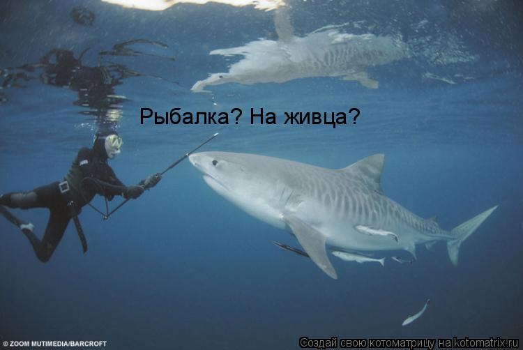 Рыбалка? На живца?... Котоматрица: Рыбалка? На живца?