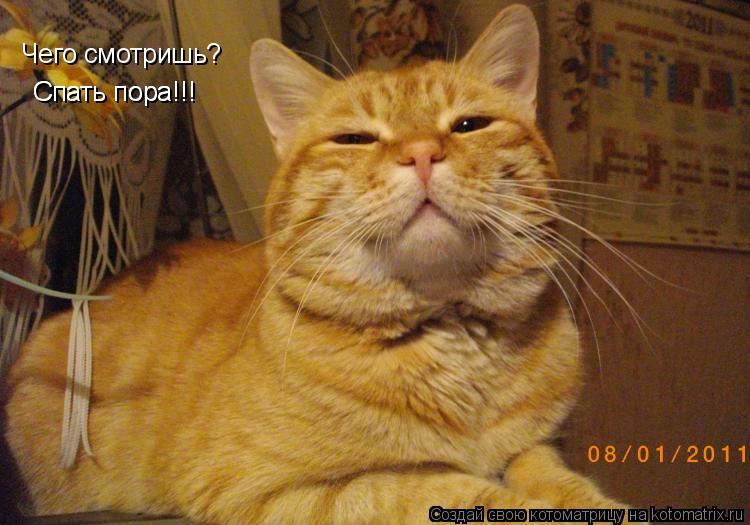 Чего смотришь? Спать пора!!! Спать пора!!!... Котоматрица: Чего смотришь? Спать пора!!! Спать пора!!!