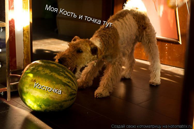 Косточка Моя Кость и точка тут... Котоматрица: Косточка Моя Кость и точка тут