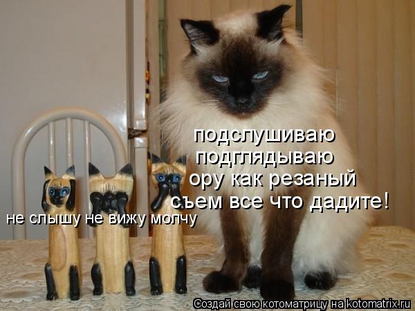 не слышу не вижу молчу подслушиваю подглядываю ору как резаный съем все что дадите!... Котоматрица: не слышу не вижу молчу подслушиваю подглядываю ору как резаный съем все что дадите!