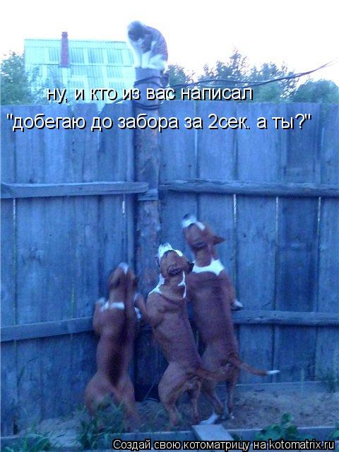 ну, и кто из вас написал "добегаю до забора за 2сек. а ты?"... Котоматрица: ну, и кто из вас написал "добегаю до забора за 2сек. а ты?"