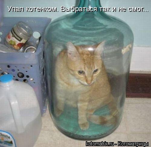 Котоматрица: Упал котенком. Выбраться так и не смог...