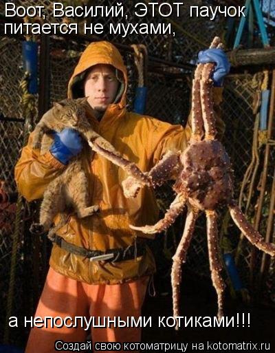 Воот, Василий, ЭТОТ паучок питается не мухами, а непослушными котиками!!!... Котоматрица: Воот, Василий, ЭТОТ паучок питается не мухами, а непослушными котиками!!!