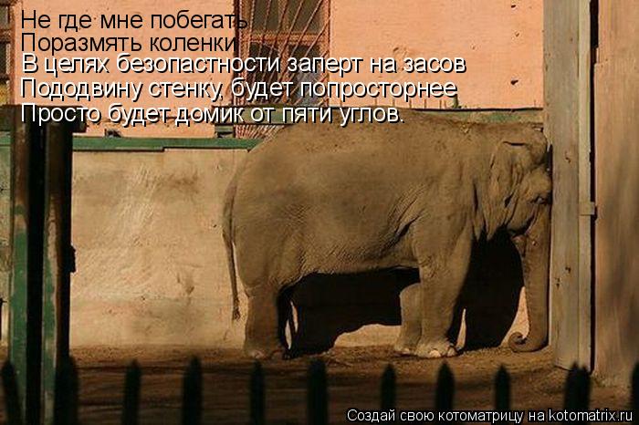 Не где мне побегать Поразмять коленки В целях безопастности заперт на засов Пододвину стенку, будет п... Котоматрица: Не где мне побегать Поразмять коленки В целях безопастности заперт на засов Пододвину стенку, будет попросторнее Просто будет домик от пят