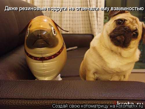 Даже резиновые подруги не отвечали ему взаимностью... Котоматрица: Даже резиновые подруги не отвечали ему взаимностью