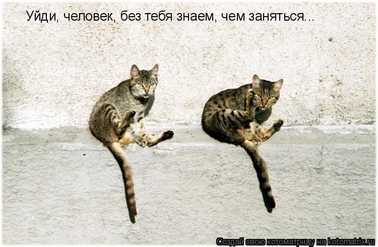 Уйди, человек, без тебя знаем, чем заняться...... Котоматрица: Уйди, человек, без тебя знаем, чем заняться...