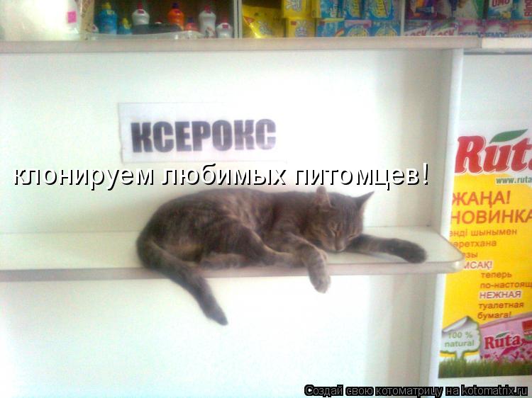клонируем любимых питомцев!... Котоматрица: клонируем любимых питомцев!