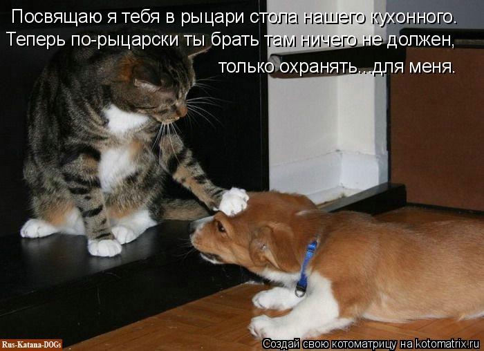 Посвящаю я тебя в рыцари стола нашего кухонного. Теперь по-рыцарски ты брать там ничего не должен, то... Котоматрица: Посвящаю я тебя в рыцари стола нашего кухонного. Теперь по-рыцарски ты брать там ничего не должен, только охранять...для меня.