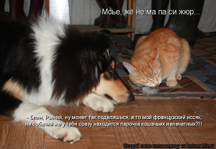 Мсье, жё не ма па си жюр... - Блин, Рыжий, ну может так поделишься, а то мой французский иссяк, на ... Котоматрица: Мсье, жё не ма па си жюр... - Блин, Рыжий, ну может так поделишься, а то мой французский иссяк, на собачий же у тебя сразу находится парочка кош