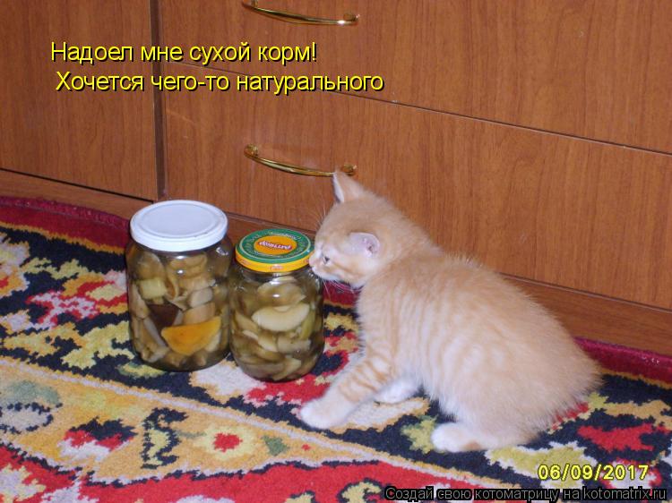 Надоел мне сухой корм! Хочется чего-то натурального... Котоматрица: Надоел мне сухой корм! Хочется чего-то натурального