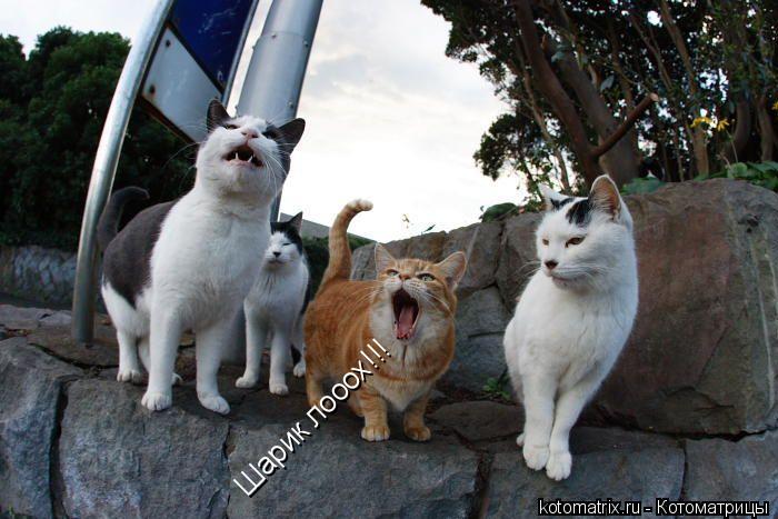 Котоматрица: Шарик лооох!!!