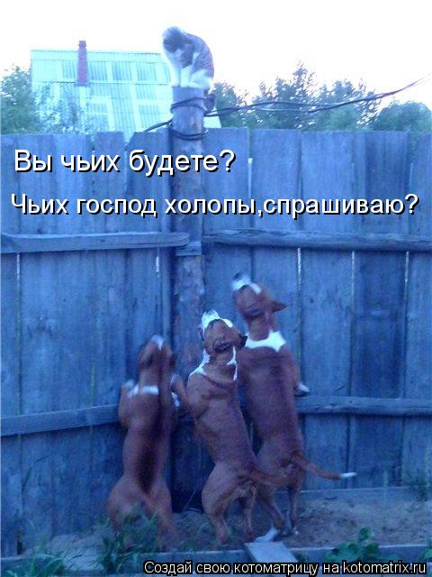 Вы чьих будете? Чьих господ холопы,спрашиваю?... Котоматрица: Вы чьих будете? Чьих господ холопы,спрашиваю?