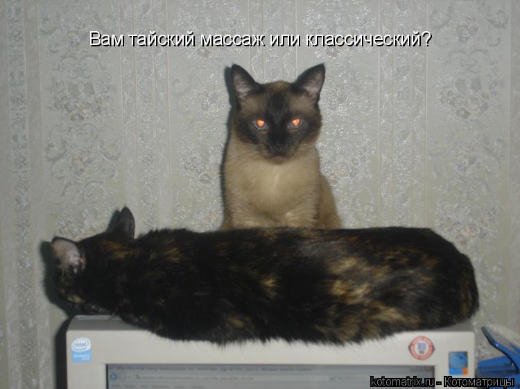 Котоматрица: Вам тайский массаж или классический?