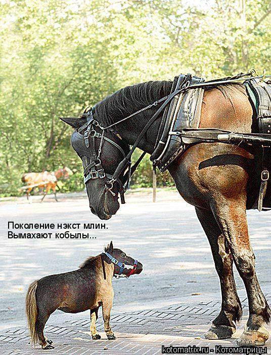 Котоматрица: Поколение нэкст млин. Вымахают кобылы...