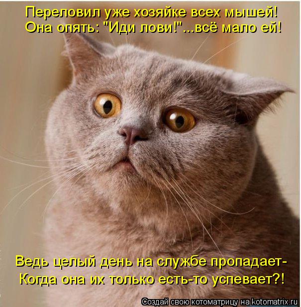 Переловил уже хозяйке всех мышей! Она опять: "Иди лови!"...всё мало ей! Ведь целый день на службе про... Котоматрица: Переловил уже хозяйке всех мышей! Она опять: "Иди лови!"...всё мало ей! Ведь целый день на службе пропадает- Когда она их только есть-то успевае