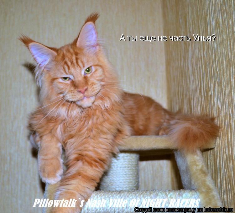 А ты еще не часть Улья?... Котоматрица: А ты еще не часть Улья?