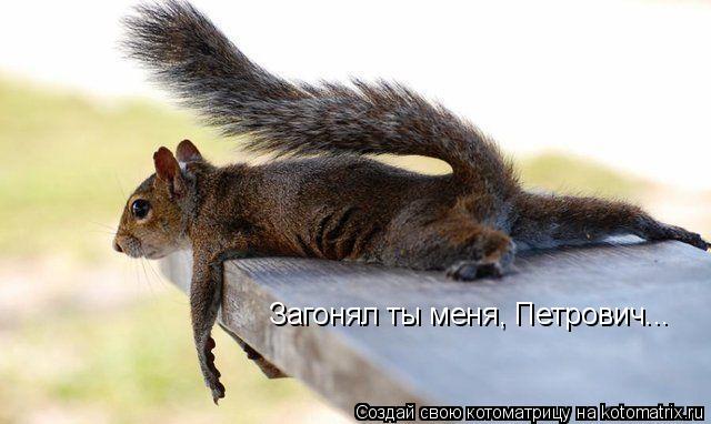 Загонял ты меня, Петрович...... Котоматрица: Загонял ты меня, Петрович...