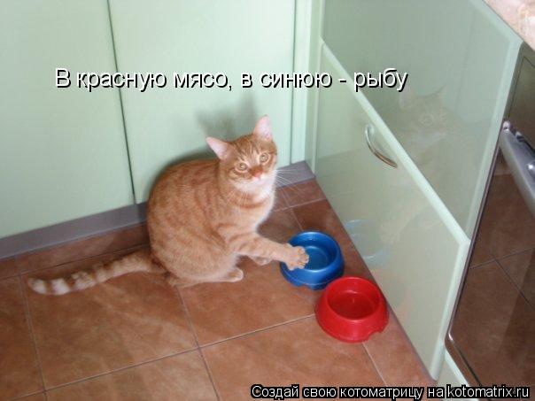 В красную мясо, в синюю - рыбу... Котоматрица: В красную мясо, в синюю - рыбу