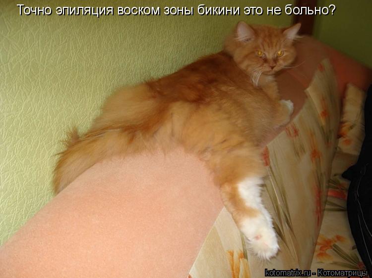 Котоматрица: Точно эпиляция воском зоны бикини это не больно?