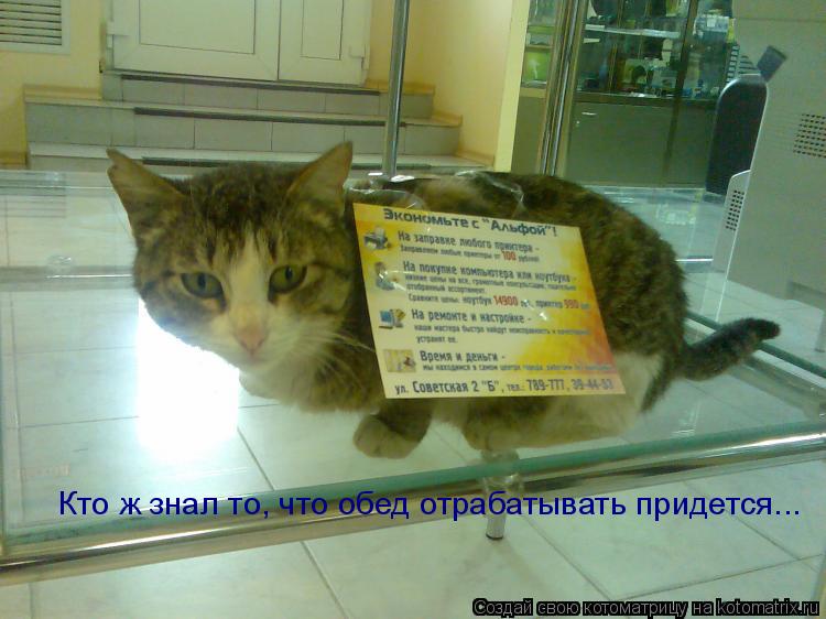 Кто ж знал то, что обед отрабатывать придется...... Котоматрица: Кто ж знал то, что обед отрабатывать придется...