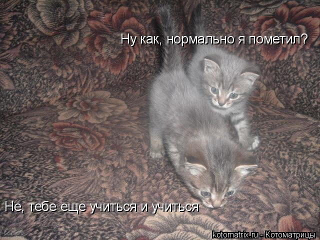 Котоматрица: Ну как, нормально я пометил?  Не, тебе еще учиться и учиться