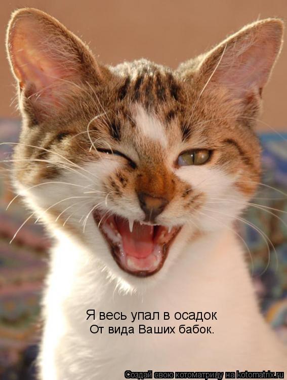Я весь упал в осадок От вида Ваших бабок.... Котоматрица: Я весь упал в осадок От вида Ваших бабок.