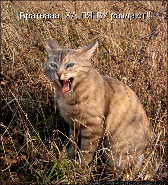 Братвааа, ХА-ЛЯ-ВУ раздают!!!... Котоматрица: Братвааа, ХА-ЛЯ-ВУ раздают!!!