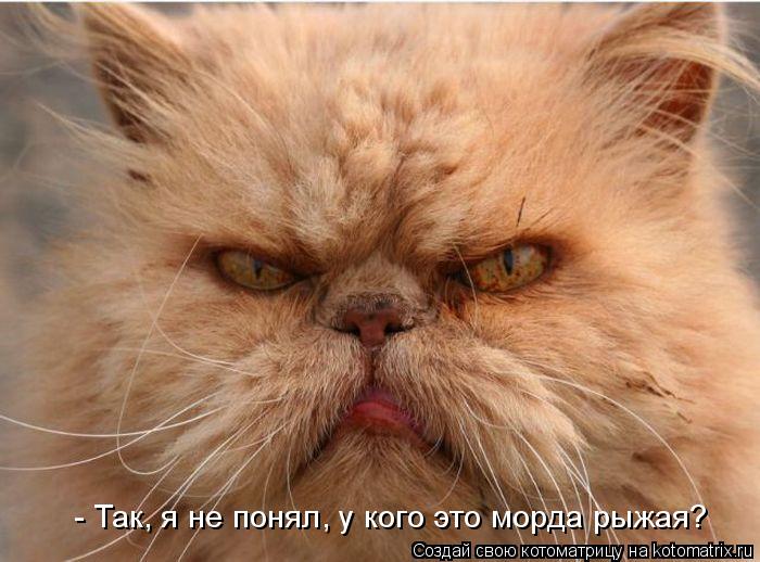 - Так, я не понял, у кого это морда рыжая?... Котоматрица: - Так, я не понял, у кого это морда рыжая?