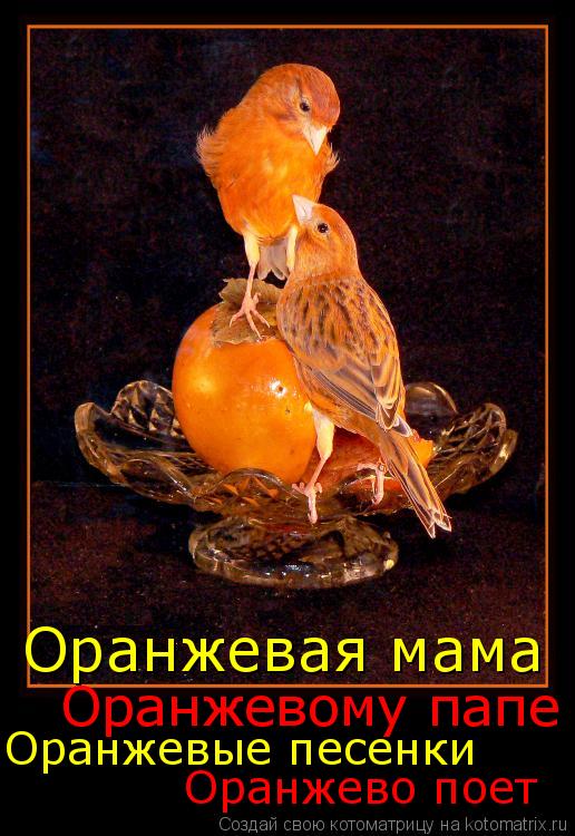 Оранжевая мама Оранжевые песенки Оранжевому папе Оранжево поет... Котоматрица: Оранжевая мама Оранжевые песенки Оранжевому папе Оранжево поет