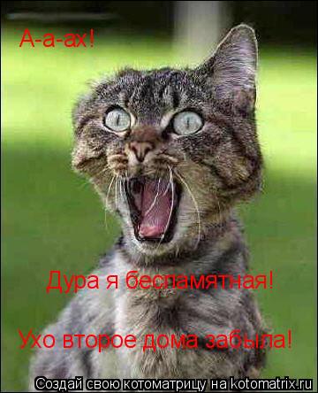 А-а-ах! Дура я беспамятная! Ухо второе дома забыла!... Котоматрица: А-а-ах! Дура я беспамятная! Ухо второе дома забыла!