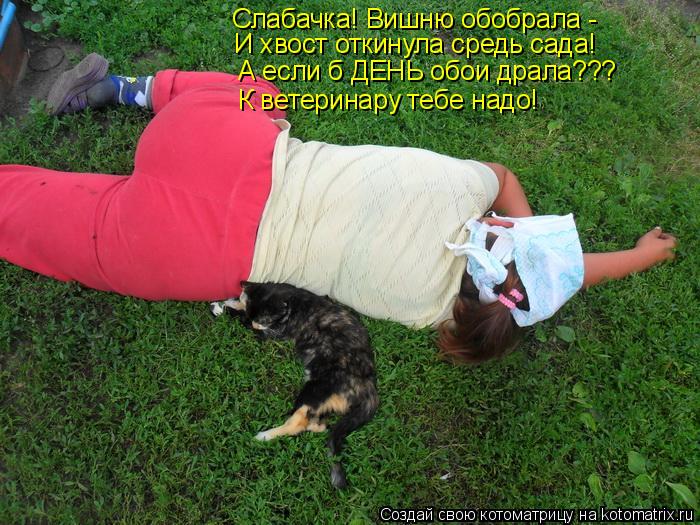 Слабачка! Вишню обобрала - И хвост откинула средь сада! А если б ДЕНЬ обои драла??? К ветеринару тебе... Котоматрица: Слабачка! Вишню обобрала - И хвост откинула средь сада! А если б ДЕНЬ обои драла??? К ветеринару тебе надо!