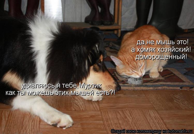 удивляюсь я тебе,Мурзик как ты можешь этих мышей есть?! да,не мышь это! а хомяк хозяйский! доморощенн... Котоматрица: удивляюсь я тебе,Мурзик как ты можешь этих мышей есть?! да,не мышь это! а хомяк хозяйский! доморощенный!