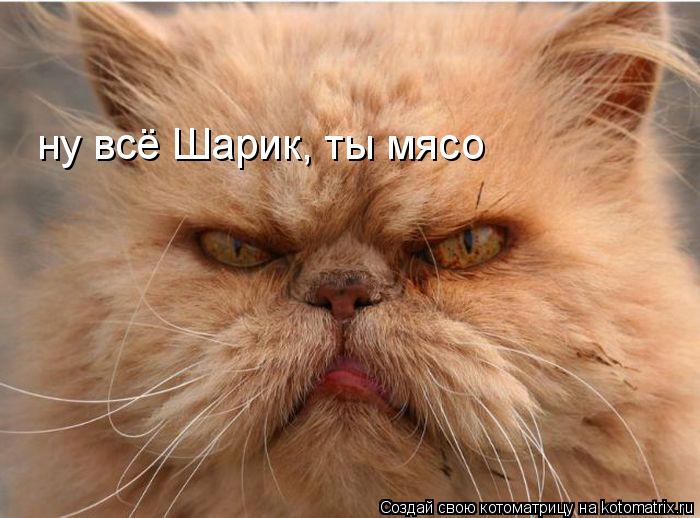 ну всё Шарик, ты мясо... Котоматрица: ну всё Шарик, ты мясо
