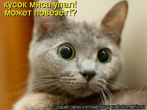 кусок мяса упал! может повезёт!?... Котоматрица: кусок мяса упал! может повезёт!?