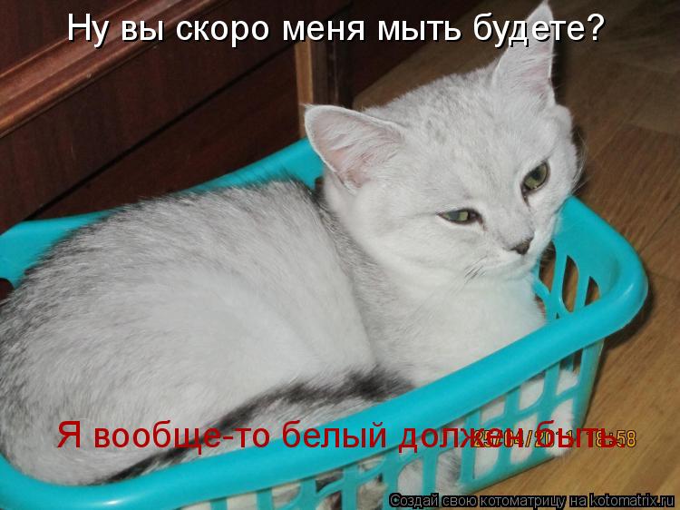 Ну вы скоро меня мыть будете? Я вообще-то белый должен быть.... Котоматрица: Ну вы скоро меня мыть будете? Я вообще-то белый должен быть.