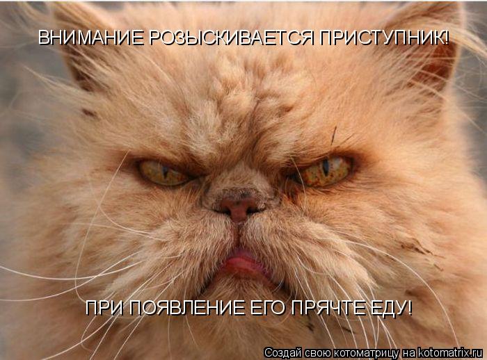 ВНИМАНИЕ РОЗЫСКИВАЕТСЯ ПРИСТУПНИК! ПРИ ПОЯВЛЕНИЕ ЕГО ПРЯЧТЕ ЕДУ!... Котоматрица: ВНИМАНИЕ РОЗЫСКИВАЕТСЯ ПРИСТУПНИК! ПРИ ПОЯВЛЕНИЕ ЕГО ПРЯЧТЕ ЕДУ!