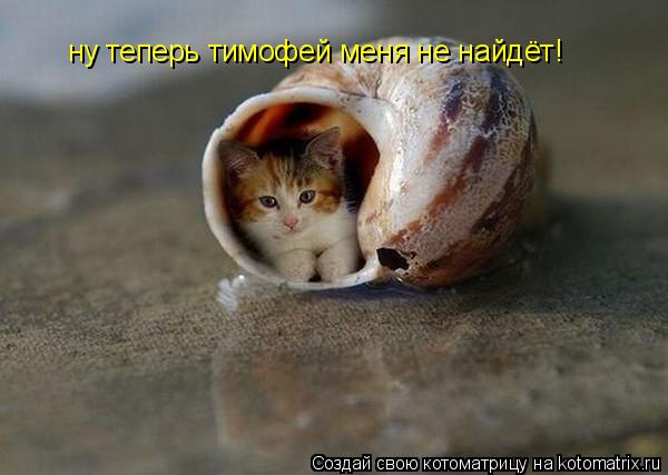 ну теперь тимофей меня не найдёт!... Котоматрица: ну теперь тимофей меня не найдёт!