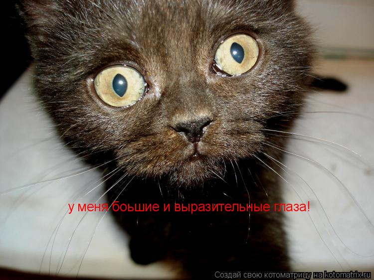 у меня боьшие и выразительные глаза!... Котоматрица: у меня боьшие и выразительные глаза!