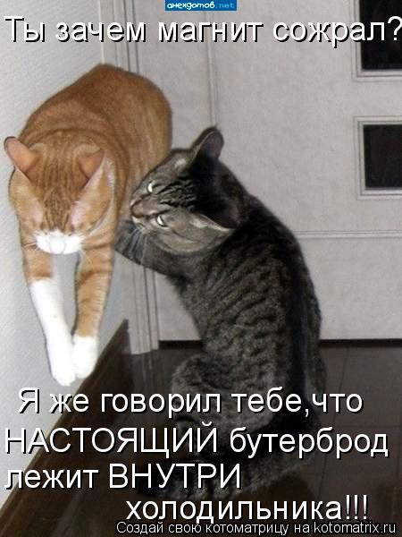Ты зачем магнит сожрал???? Я же говорил тебе,что лежит ВНУТРИ НАСТОЯЩИЙ бутерброд холодильника!!!... Котоматрица: Ты зачем магнит сожрал???? Я же говорил тебе,что лежит ВНУТРИ НАСТОЯЩИЙ бутерброд холодильника!!!