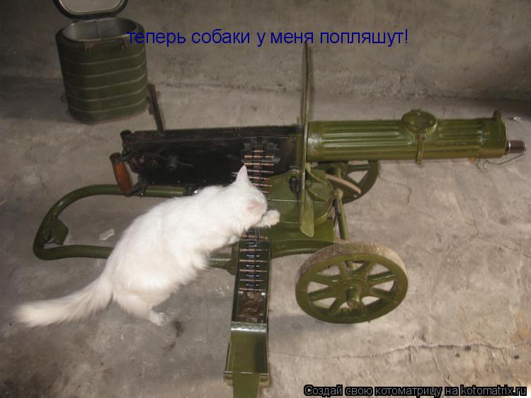 теперь собаки у меня попляшут!... Котоматрица: теперь собаки у меня попляшут!
